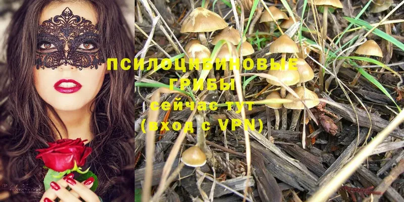 кракен как войти  Елец  Псилоцибиновые грибы Cubensis 